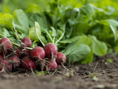 Agribusiness, Enterprise Development & Market Linkage