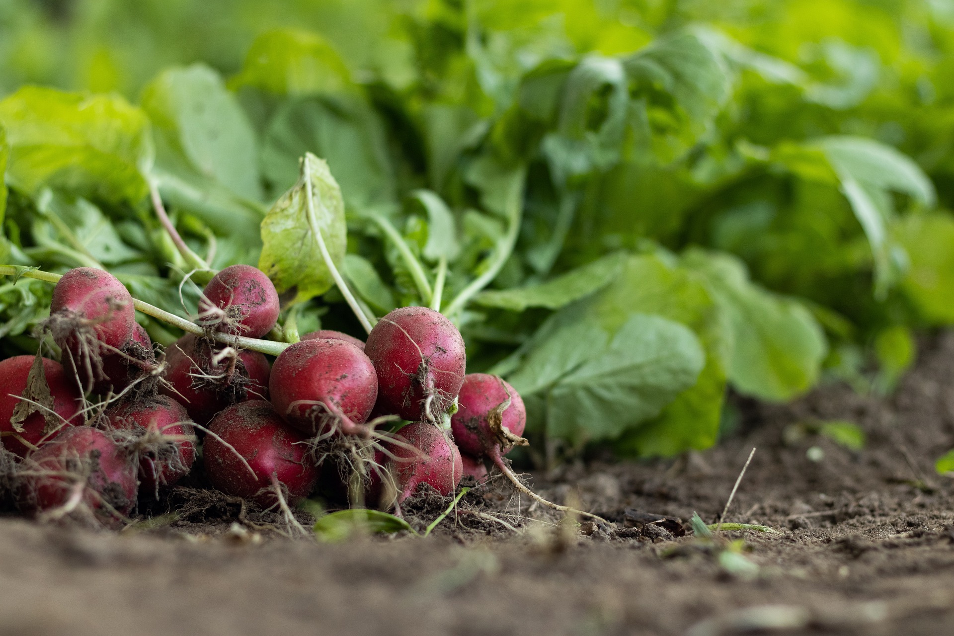 garden-radish